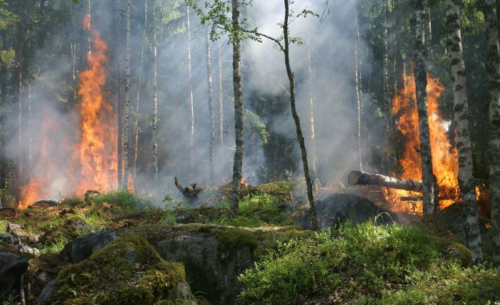 Hutan dan Lahan Dilahap Jago Merah, Negara Terkesan Menyerah  