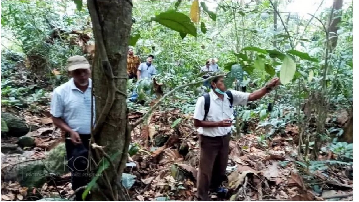 Gandeng Unmul, Balitbangda Kaji Pohon Upas sebagai Alternatif Pestisida