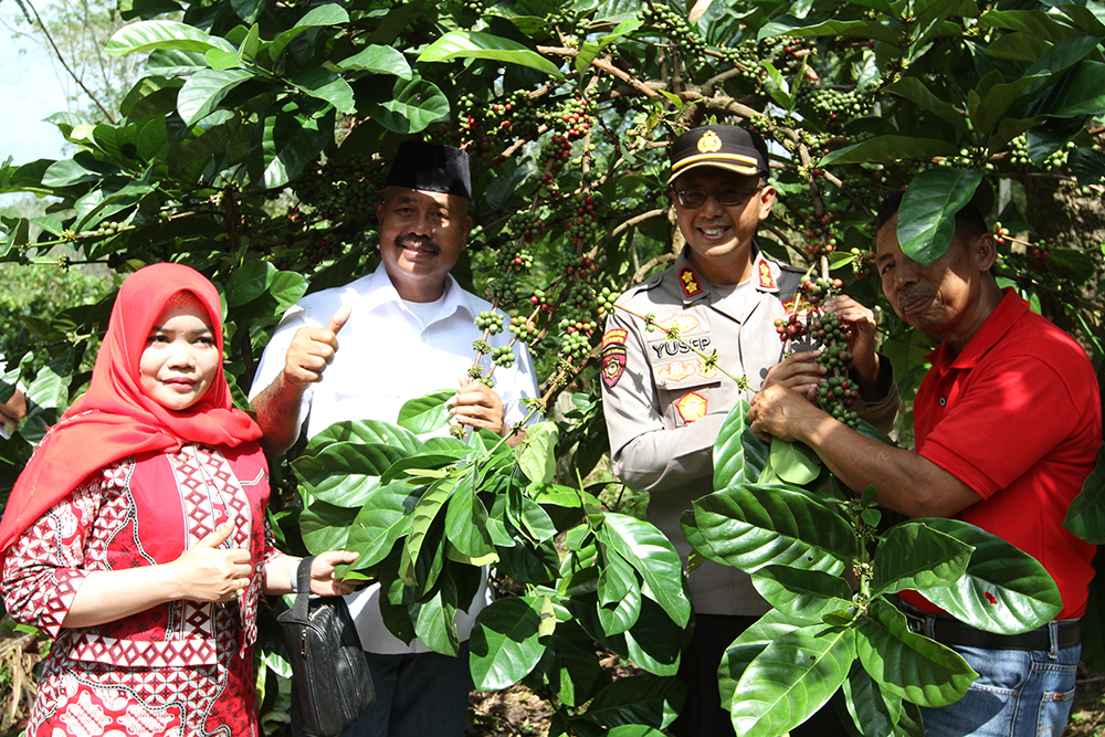 Pengusaha Bali Lirik Kopi Luwak Perangat Baru, Ditawar Jutaan Rupiah Per Kilogram