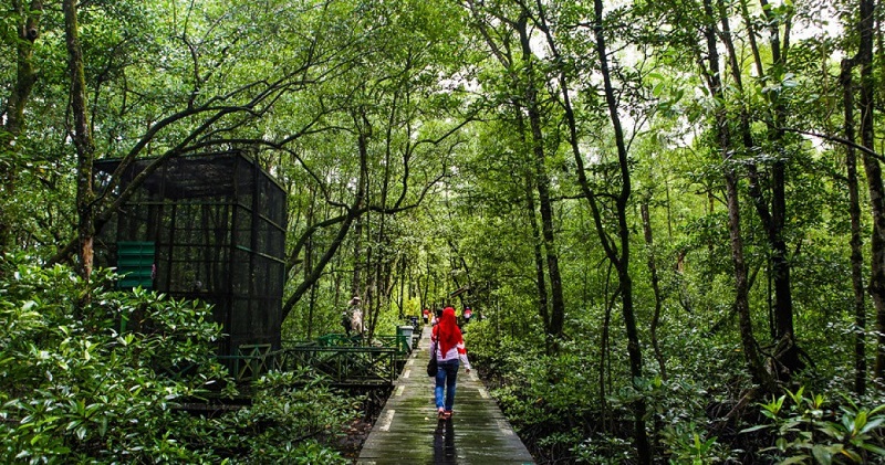 Carbon Fund Menjaga Hutan Ala Korporasi