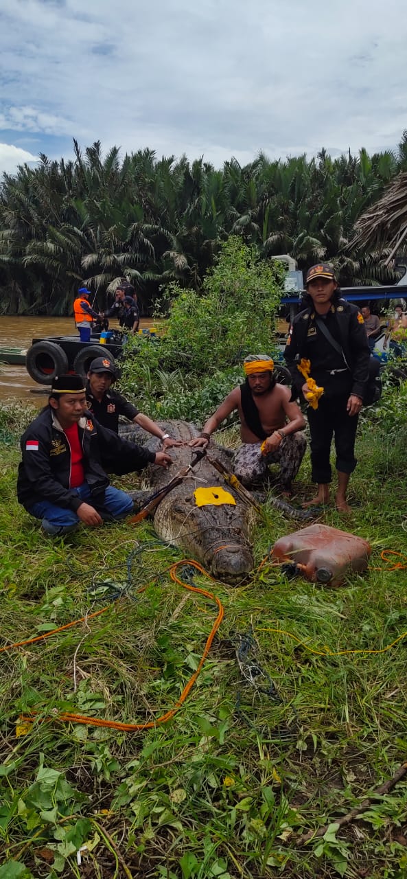 Dimas Bocah (8Th) di Bengalon akhirnya Ditemukan di Perut Buaya, Bengalon, Kutai Timur (Kutim) KALTIM.