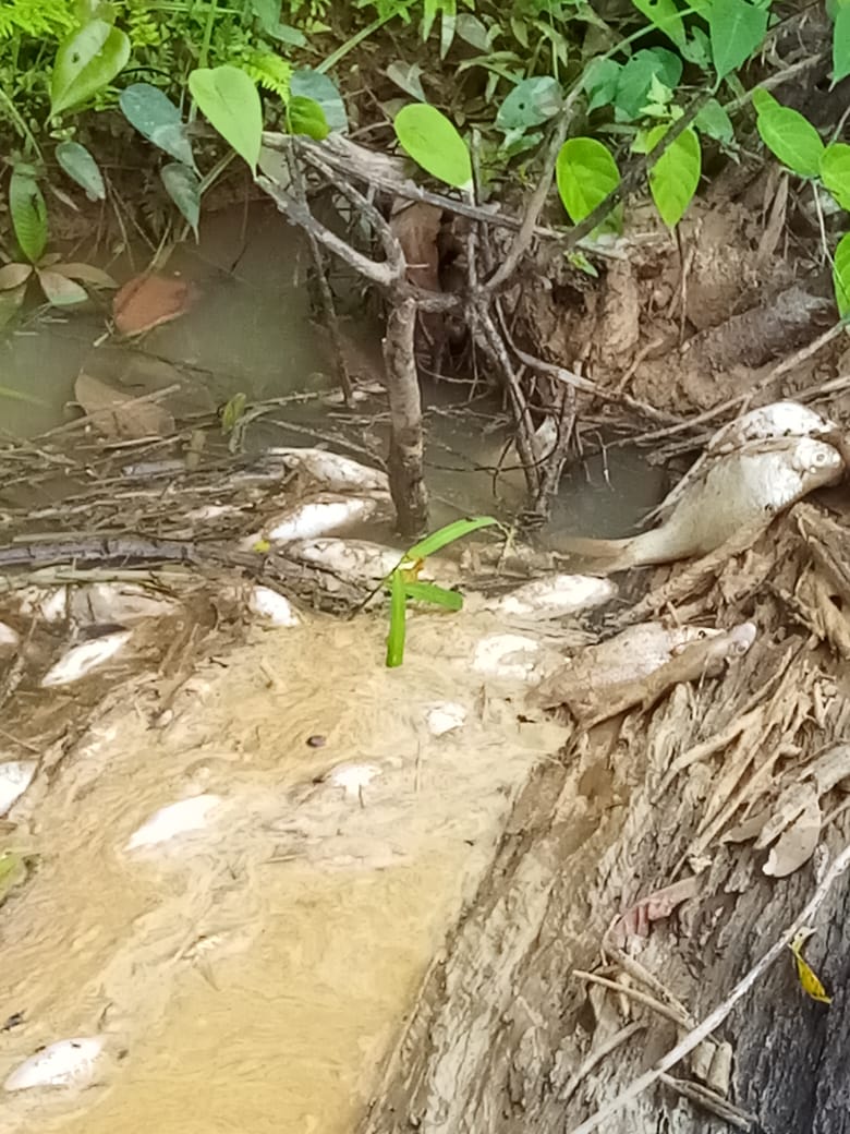 Bantuan Air Bersih Tak Kunjung Datang, Sungai Perak Kubar Semakin Tidak Bersahabat Dengan Warga