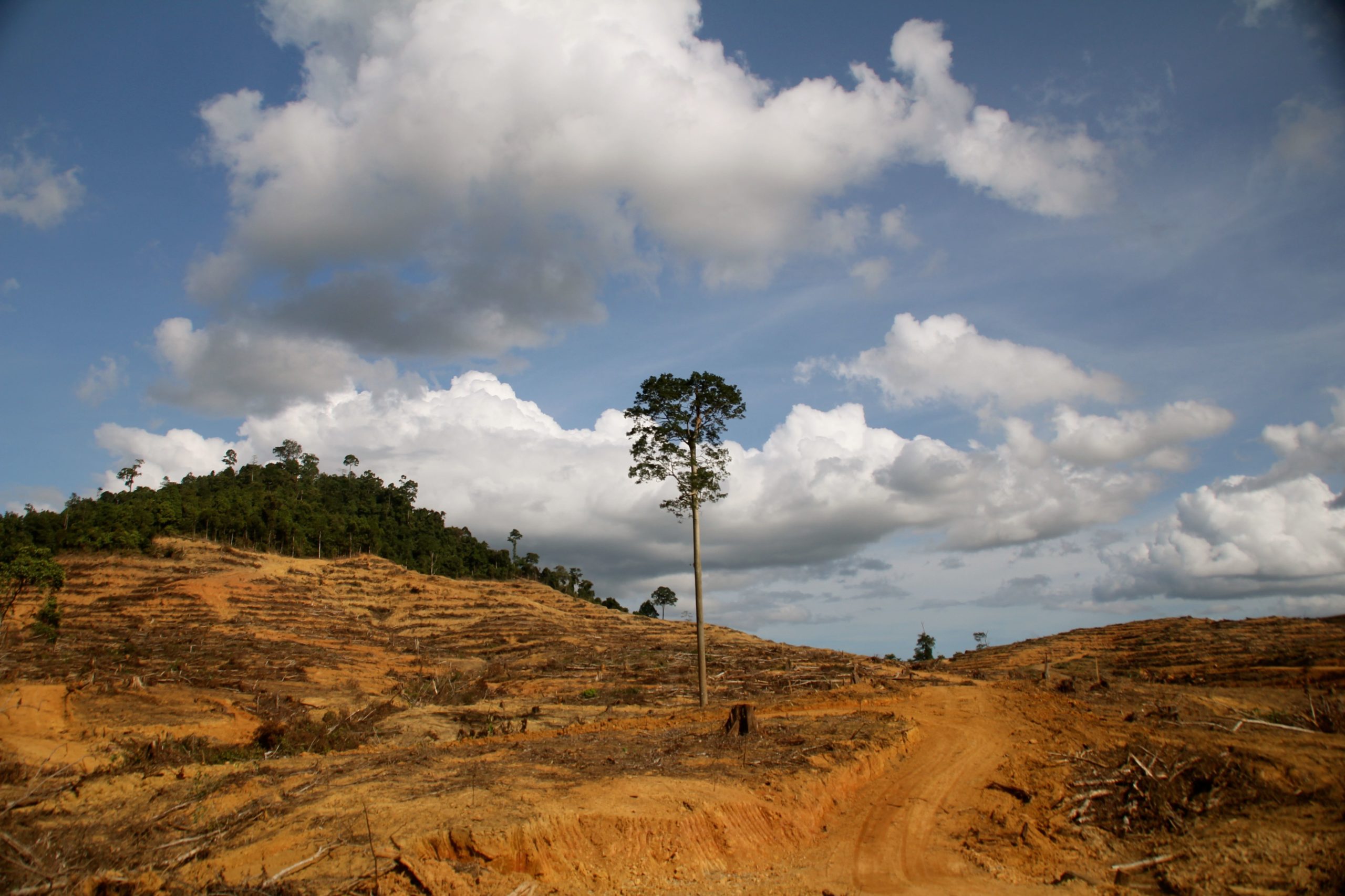 Janji Pengurangan Laju Deforestasi di Tengah Lajunya Investasi dengan Proteksi  UU Ciptaker, Sekedar Omon-Omonkah?